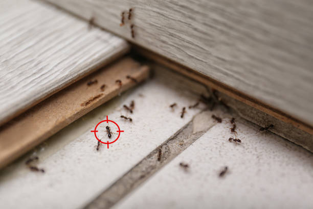 Best Local Pest Control Services  in Port St Joe, FL