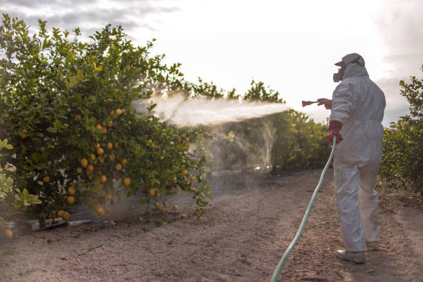 Best Residential Pest Control  in Port St Joe, FL