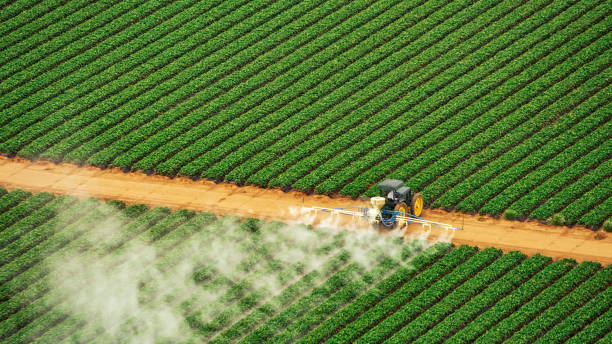 Best Ant Control Services  in Port St Joe, FL