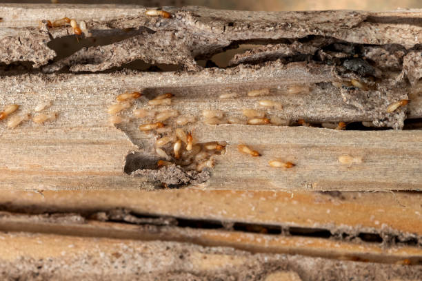 Best Wasp Removal Services  in Port St Joe, FL