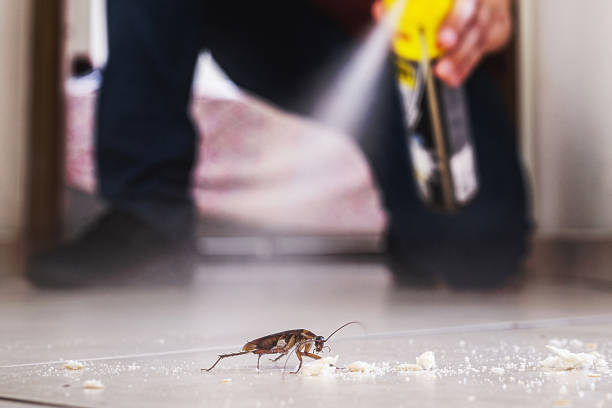 Flea Control Services in Port St Joe, FL
