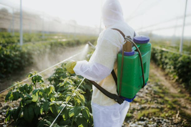 Best Flea Control Services  in Port St Joe, FL